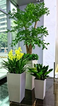 北仑花木摆放方案-余姚花卉租赁效果图-江北公司花木出租推荐-慈溪花木租摆市场